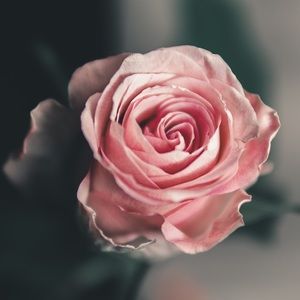 Meet your Posher, Zoey